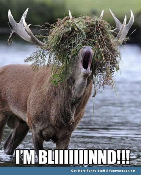 Animal Memes Funny Animals Cute Animals Animal Fails Funny Deer