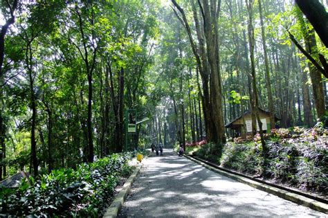 Taman Hutan Raya Ir Juanda Terletak Di Provinsi Homecare