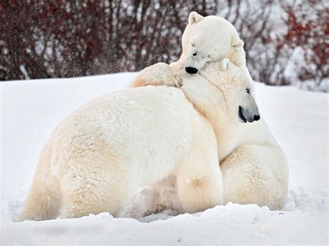 Incredible Wildlife Photos Capture Animal Love Herald Sun