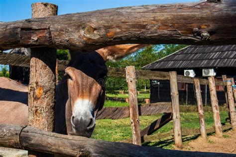 Donkey In Stable Stock Photo Image Of Isolated Mammal 210448976