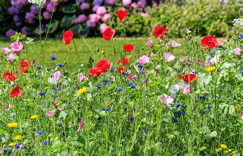 How To Sow Wildflower Seeds