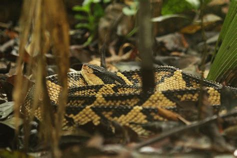 Venomous Snakes Deadliest Snakes In Costa Rica