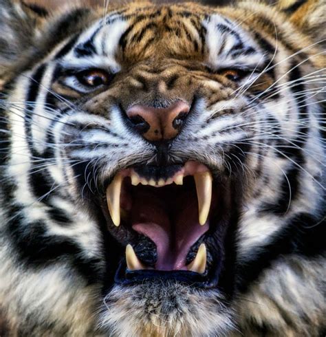 Fierce Tiger Tiere