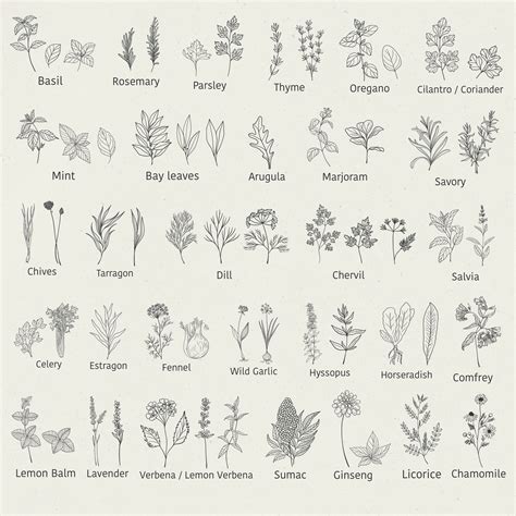 the different types of herbs and their names