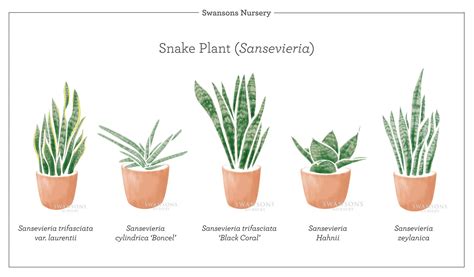 Types Of Snake Plants Sammarkylian
