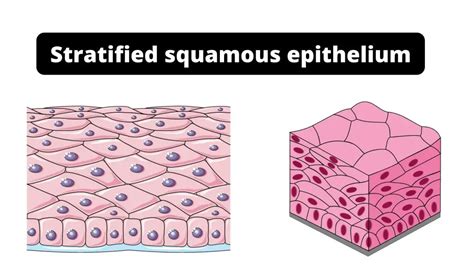 Stratified Squamous Epithelium Function Definition Location Types