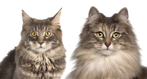 Maine Coon Vs Norwegian Forest Cat 101 Are They Twins Glamorous Cats