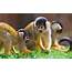 Cute Monkey Backgrounds 48  Images