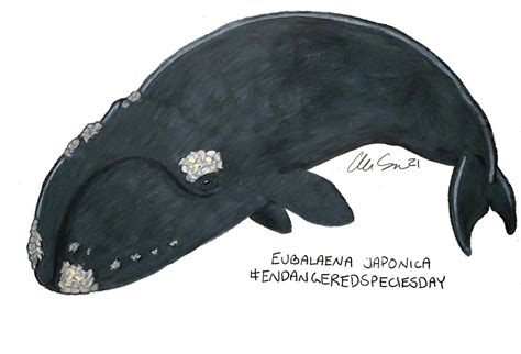 Endangered Species Day North Pacific Right Whale By Fireplume On