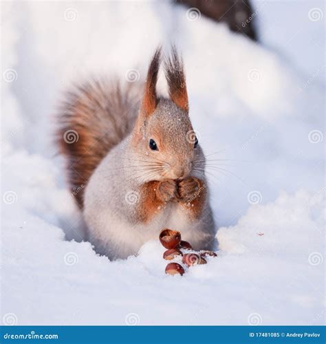 Squirrel With A Hazelnut Stock Image Image Of Outdoor 17481085