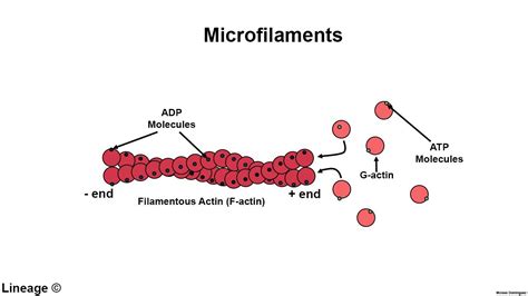 Microfilaments Morphology