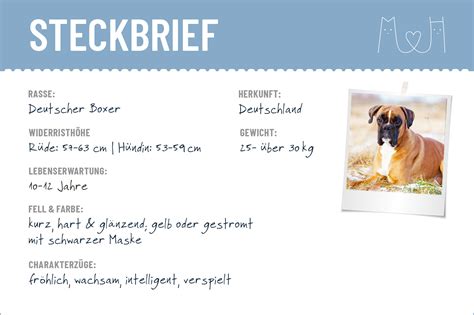 Border collie pudel der deutsche schäferhund golden retriever doberman. Deutscher Boxer Steckbrief | Charakter, Wesen & Haltung