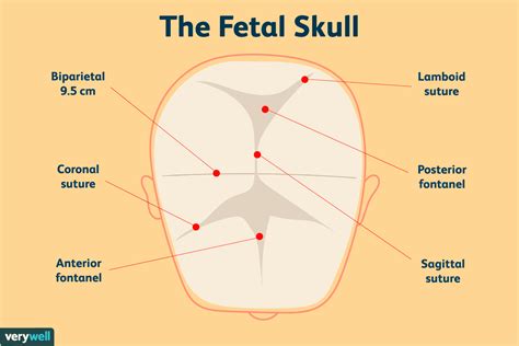 Fetal Skull Positions