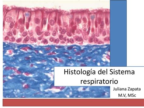 Histología Del Sistema Respiratorio 2015 1