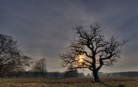 Tree In Sunset Hdr Free Photo Download Freeimages