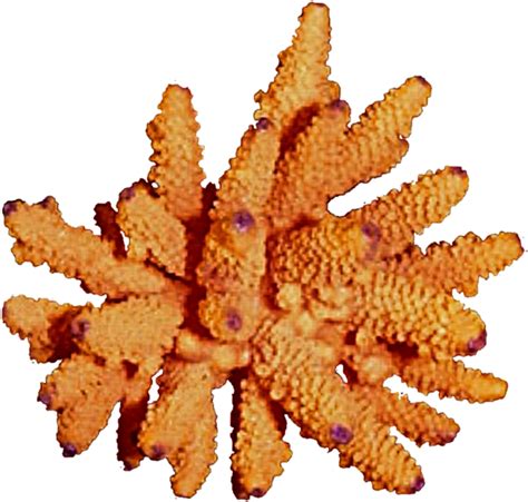 Free Download Orange Coral Png Clipart Coral Reef Clip Free