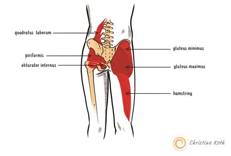 Deep Dive Into The Anatomy Of The Hip Flexor Muscles