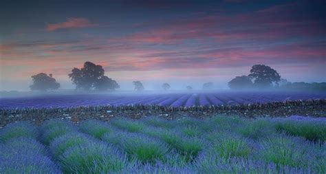 Lavender Fields At Dawn Bing Gallery