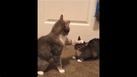 Komik Kedi Videolari Konusan Kediler Alt Yazılı Ve Seslendirmeli 2 Youtube
