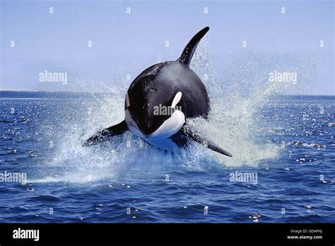 Killer Whale Orcinus Orca Adult Leaping Canada Stock Photo Alamy