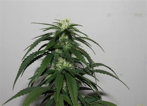 Money Maker strain. Hydro F22, Feeding Botanicare Kind Base, Botanicare