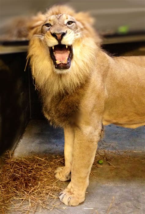 Lion Enrichment | Cincinnati Zoo Blog