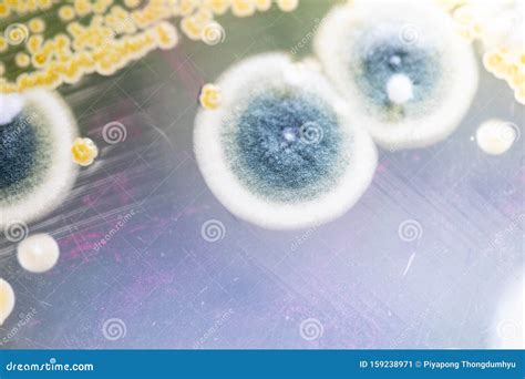 Colony Of Characteristics Of Fungus Mold In Culture Medium Plate From Laboratory Microbiology