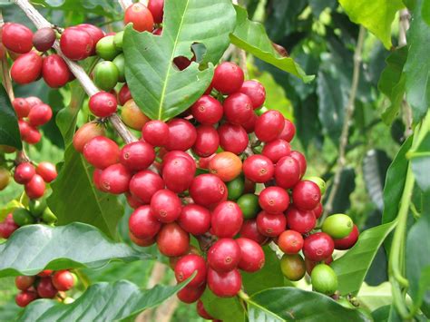 El café pertenece a la familia de las plantas rubiaceae, su nombre científico es coffea arábica y es originaria de la zonas tropicales y subtropicales de áfrica, arabia y etiopia. CAFE CUBANO Y CAFE CON LECHE - MEMORIAS DE UN CUBANO