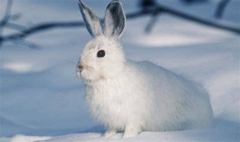 Arctic Tundra Hare