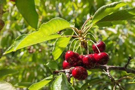 Cherry Trees For Sale Buying And Growing Guide