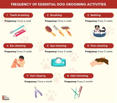 A Beginners Guide To Dog Grooming Tips From Experts