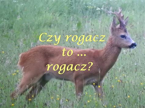 Czy Rogacz To Rogacz Poradnik Łowiecki