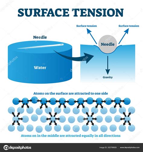 Surface Tension Explanation Vector Illustration Diagram Stock Vector