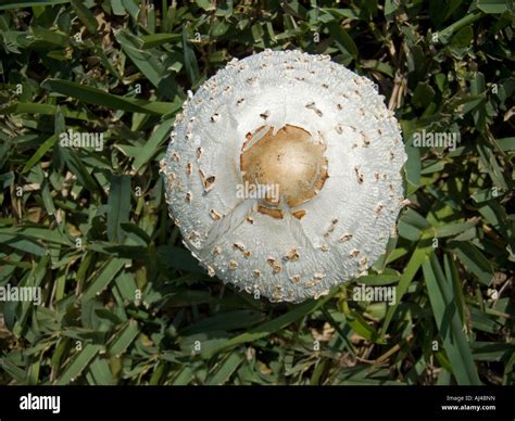 White Mushrooms Yard Lawn Grass Fungus Stock Photo 14617712 Alamy