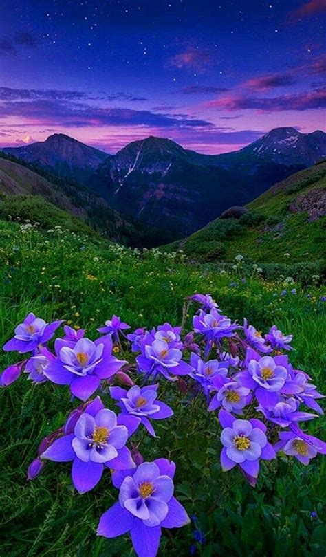 Breathtaking Beauty Magical Scene Amazing Nature Beautiful Flowers
