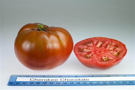 Tomato Varieties Rutgers Njaes