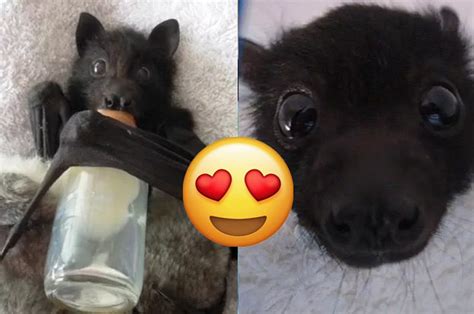 17 Photos Of Bats That Prove Theyre Adorable Af