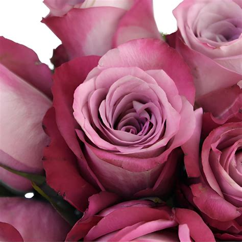Wholesale Purpleberry Fresh Cut Rose ᐉ Bulk Purpleberry Fresh Cut Rose