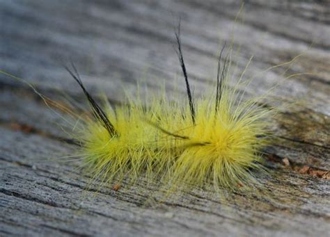 Fuzzy Yellow Caterpillar Acronicta Americana Bugguidenet
