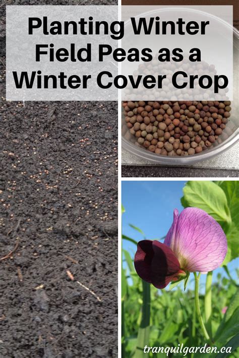 How To Plant Winter Field Peas As A Cover Crop Backyard Vegetable