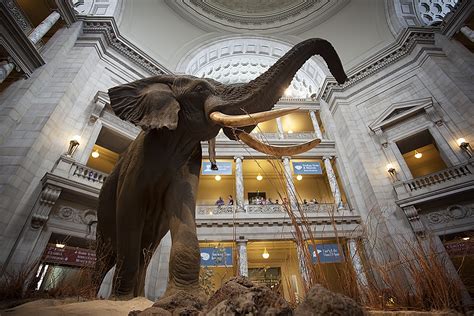 Smithsonian Natural History Museum In Washington Dc