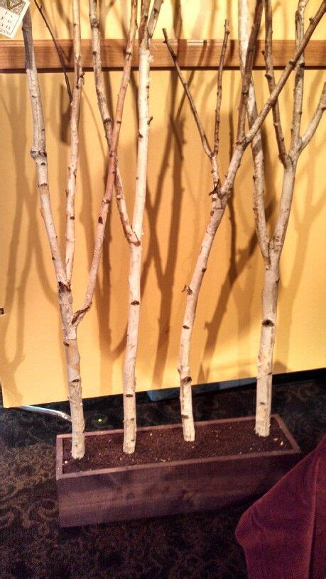 Birch Trees In A Pot Great Display But Lose The Loose Dirt Not