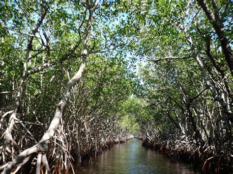 Kepentingan Ekosistem Hutan Paya Bakau Kuala Sepetang Eco Tourism