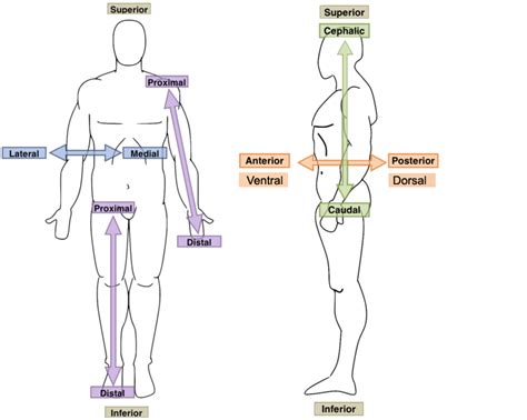 Beranda blank anatomical position diagram : Anatomical Orientation and Directions | Human Anatomy and ...