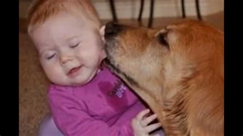 Cute Cats And Huge Dogs Kissing Babies Compilation 2014