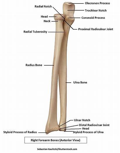 Anatomy Radius Ulna Forearm Bones Bone Radial