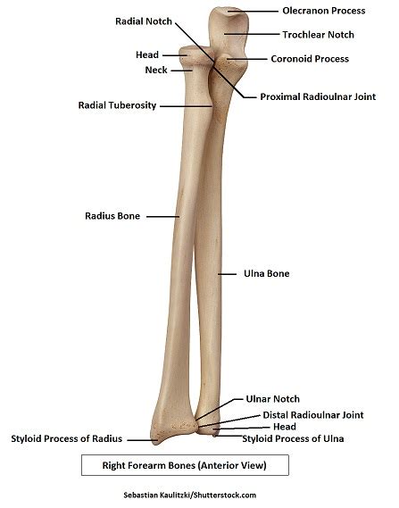 This is a long bone that helps in supporting and moving the upper arm. Radius and Ulna Anatomy: Forearm Bones (Pluse Free Anatomy ...