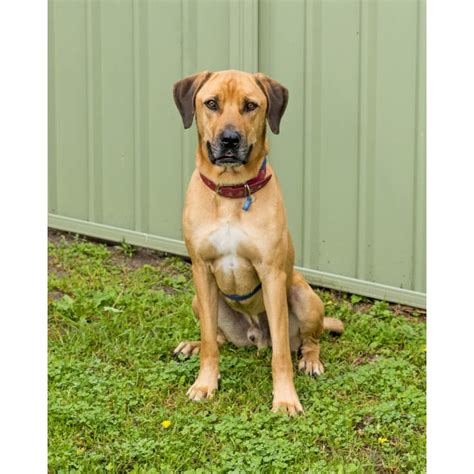 Marlin Large Male Mastiff X Rhodesian Ridgeback Mix Dog In Nsw