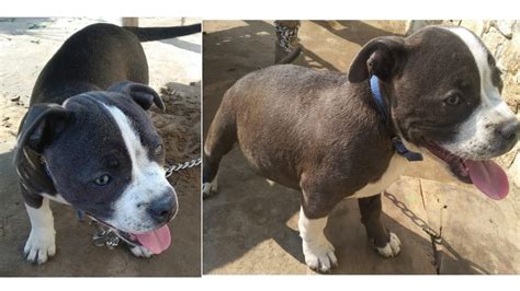 Malvin american bully is best destination for micro american bully puppies for sale near me, buy xl, xxl american bully breeder puppies at best price. American Bully Micro Size Puppy Price In India