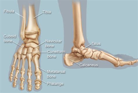 The foot bones shown in this diagram are the talus, navicular, cuneiform, cuboid, metatarsals and calcaneus. Feet (Human Anatomy): Bones, Tendons, Ligaments, and More